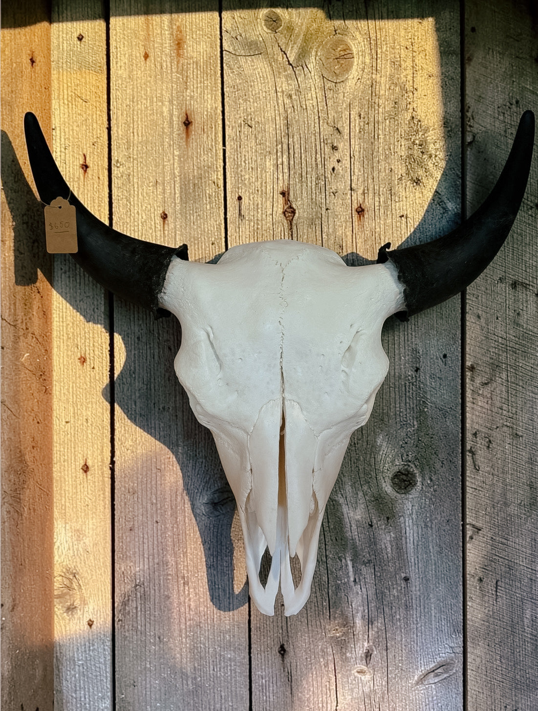 Bison Skull