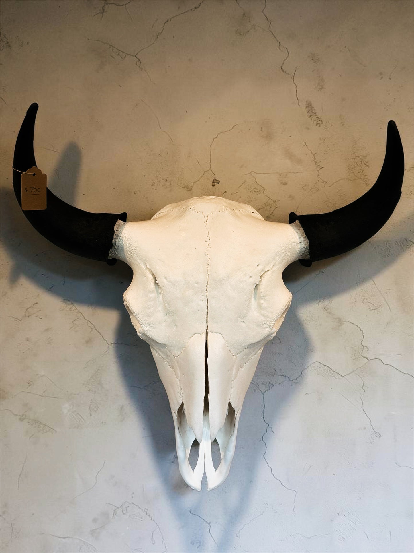 Bison Skull
