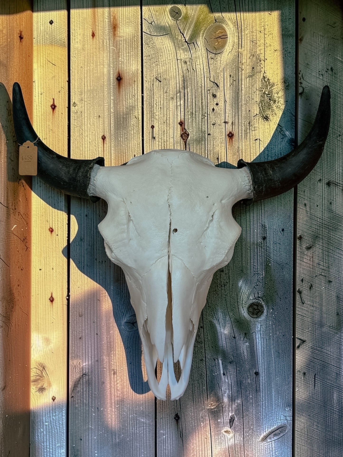 Bison Skull