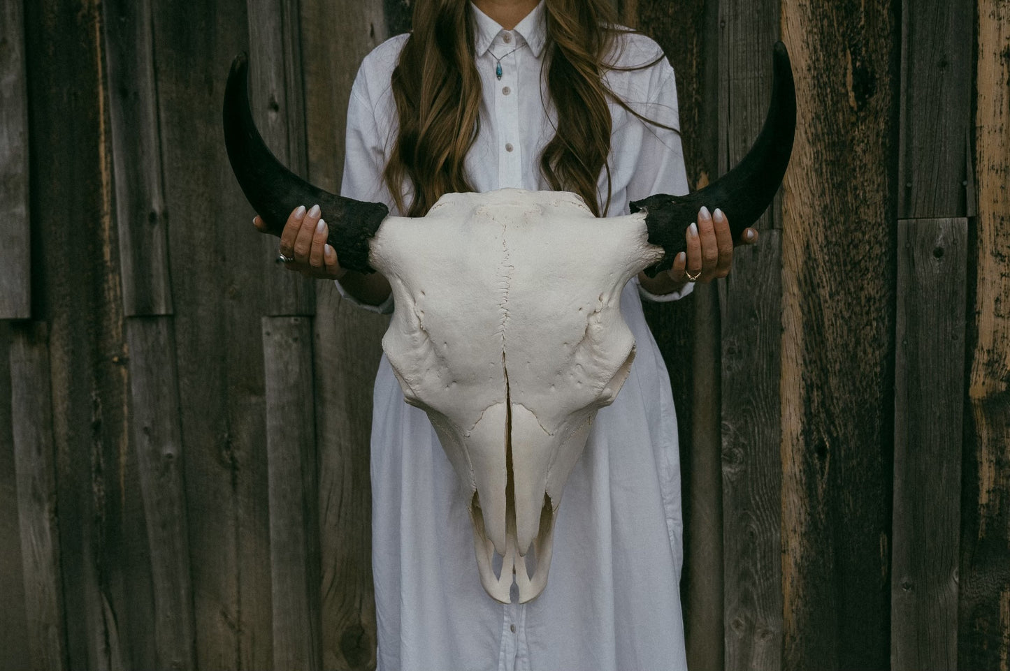 Bison Skull