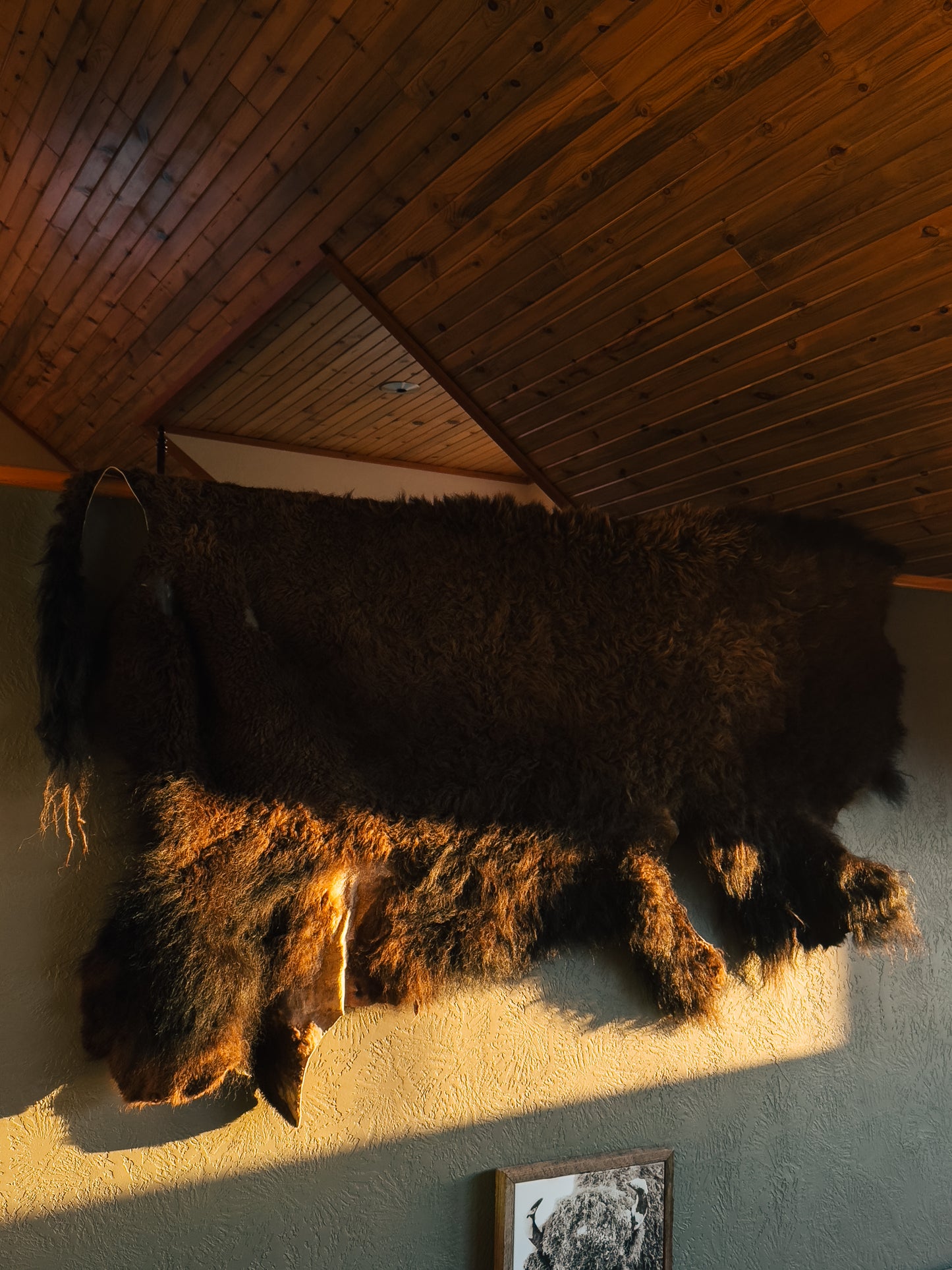 Bison Hide